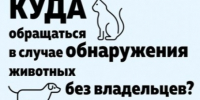 Сообщение о нахождении животного без владельца. - Варгашинский муниципальный округ