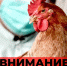 ВНИМАНИЕ: ГРИПП ПТИЦ. - Маревский округ