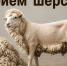 Прием шерсть: овечья, верблюжья и шерсть яка - Министерство сельского хозяйства