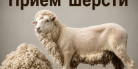 Прием шерсть: овечья, верблюжья и шерсть яка - Министерство сельского хозяйства