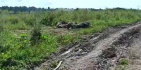 На территории фермы в Грязовецком округе обнаружили трупы коров и телят - Вологда-поиск