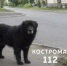Чёрная лохматая собака терроризирует жителей Буя - ГТРК Кострома