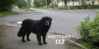 Чёрная лохматая собака терроризирует жителей Буя - ГТРК Кострома