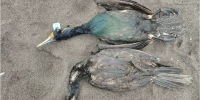 Ученые связали гибель птиц на Камчатке с цветением водорослей - KamchatkaMedia.Ru