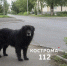 Уголовное дело завели после нападения собаки на людей в Костромской области - Интернет-телевидение Логос