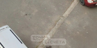 В Холмске мужчина выбросил кота из окна пятого этажа - News.Astv.Ru