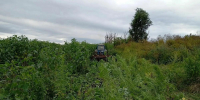 В Андроповском округе уничтожили около тысячи кустов дикорастущей конопли - Вечерний Ставрополь