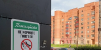 Костромичам могут запретить кормление голубей на Сусанинской площади и уток на Шаговском пруду - Комсомольская Правда