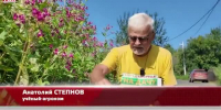 Видео - ТВН