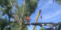 В июле УГХ спилило более 30 аварийных деревьев - Kineshemec.Ru