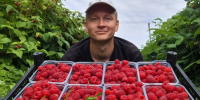 Фермеры Карелии начали продавать малину и смородину - StolicaOnego.Ru