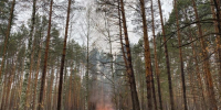 Косер-в-лесу - Известия Мордовии
