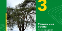 Ленобласть - в тройке победителей конкурса «Российское дерево года – 2026» - Комитет по природным ресурсам