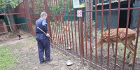 "Олени Халора и Гарри любят прятаться и бодаться": смотритель зоопарка в "Лихолесье" о новых обитателях - Prochepetsk.ru