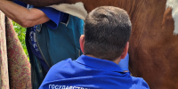 ГБУ РК «Ялтинский городской ВЛПЦ»  выявил неучтённое поголовье крупного рогатого скота - Комитет ветеринарии