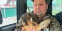 В Шадринске спасли заблудившуюся в городе косулю - Новый мир