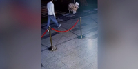 Молодой тюменец пойдет под суд за кражу овцы - ГТРК Регион-Тюмень