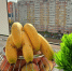 Закон о контроле цен на продукты питания подписан Путиным - Афанасий-биржа