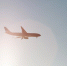 Аэропорты Домодедово, Внуково и Жуковский принимают и отправляют рейсы по согласованию - M24.Ru