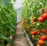 Как формируется цена на огурцы и помидоры в Магадане Изображение создано с помощью ИИ. Chat GPT. - MagadanMedia.Ru