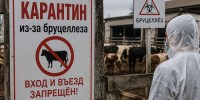 В селе Луговая Пролейка введен карантин из-за вспышки бруцеллеза - Быково-медиа
