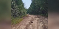 Может себе позволить: неторопливая самка глухаря устроила променад прямо на дороге на севере Приамурья (ВИДЕО) - Asn24.Ru