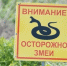 Опасные гады атакую жителей Приморья - ГТРК Владивосток