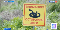 Опасные гады атакую жителей Приморья - ГТРК Владивосток