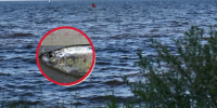 Черноморская тюлька стала видом-доминантом в Рыбинском водохранилище - YarNews.Ru