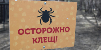 Второй пик активности клещей ожидается в Новосибирской области - Gorsite.Ru