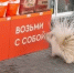 Сбежавший дикобраз был замечен на АЗС в Новом Уренгой. Фото: Виолин Крачук - Красный Север