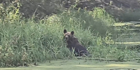 В Югре медведь пережидал жару, лежа на бревне посреди водоема. ВИДЕО - СургутИнформТВ