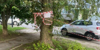 Опасное дерево на Южном бульваре будет спилено: победа общего дела с ЛДПР - ЛДПР