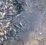 Скриншот из видео жительницы Тюменского округа Эльмиры - Tumentoday.Ru