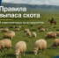 Важные правила выпаса скота в Туве и ответственность за их нарушение. - Министерство сельского хозяйства