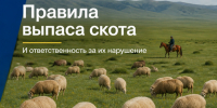 Важные правила выпаса скота в Туве и ответственность за их нарушение. - Министерство сельского хозяйства