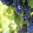 Red wine grapes growing in a vineyard. - Газета Восход