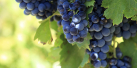 Red wine grapes growing in a vineyard. - Газета Восход