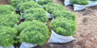 Миллионы молодых деревьев посадят взамен сгоревших и срубленных - Teleport2001.Ru