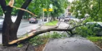 В Уфе упавшие деревья повредили 12 автомобилей - Башинформ