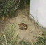 Волонтёры «Кошкиспас» поймали больного лисёнка у путей - SyasNews.Ru