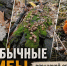 Необычные грибы Рязанской области - РИА 7 Новостей