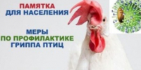 МЕРЫ ПО ПРОФИЛАКТИКЕ ГРИППА ПТИЦ. - Изобильненский городской округ