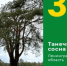 «Танечкина сосна» из Сясьстроя заняла третье место во всероссийском конкурсе деревьев - 47 новостей