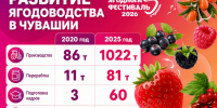 Инфографика Сергея Петрова - Не только варенье:  Векторы развития Ягодный фестиваль Чувашии - Газета Грани