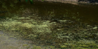 Волгоградцам объяснили, почему опасно купаться в «цветущей» воде - Газета Вечерний Волгоград