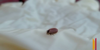 За неделю от клещей пострадали еще 44 воронежца - РИА Воронеж
