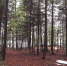 stocksnap-forest-2631637_1920 - В курсе