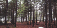 stocksnap-forest-2631637_1920 - В курсе