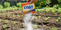 Среди сортов картофеля есть 1 надежный: клубни и в засуху, и в жару - белорусские фермеры советуют - KrasnodarMedia